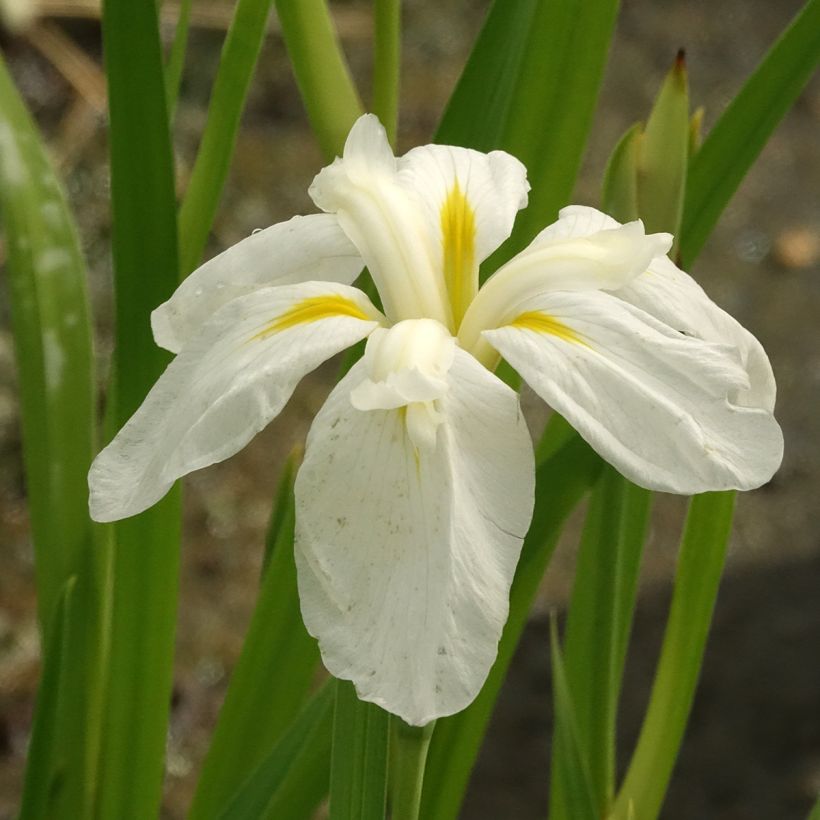 Iris ensata White Ladies - Japanse iris (Bloei)