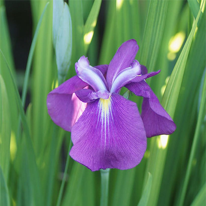 Iris ensata Yezo Nishiki - Japanse iris (Bloei)