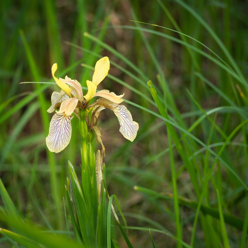 Iris foetidissima - Stinkende lis (Groeiplaats)