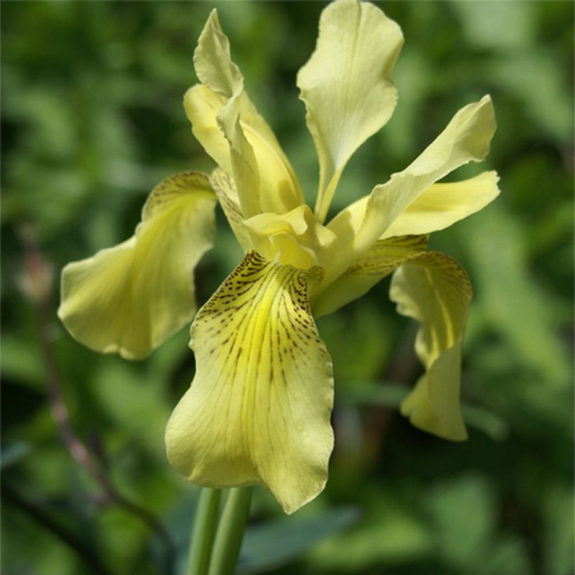 Iris forrestii - Siberische lis (Bloei)