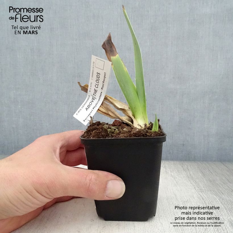 Exemplaar van Iris germanica Above The Clouds - Baardiris Kweekpotje van 8/9 cm zoals geleverd in de lente