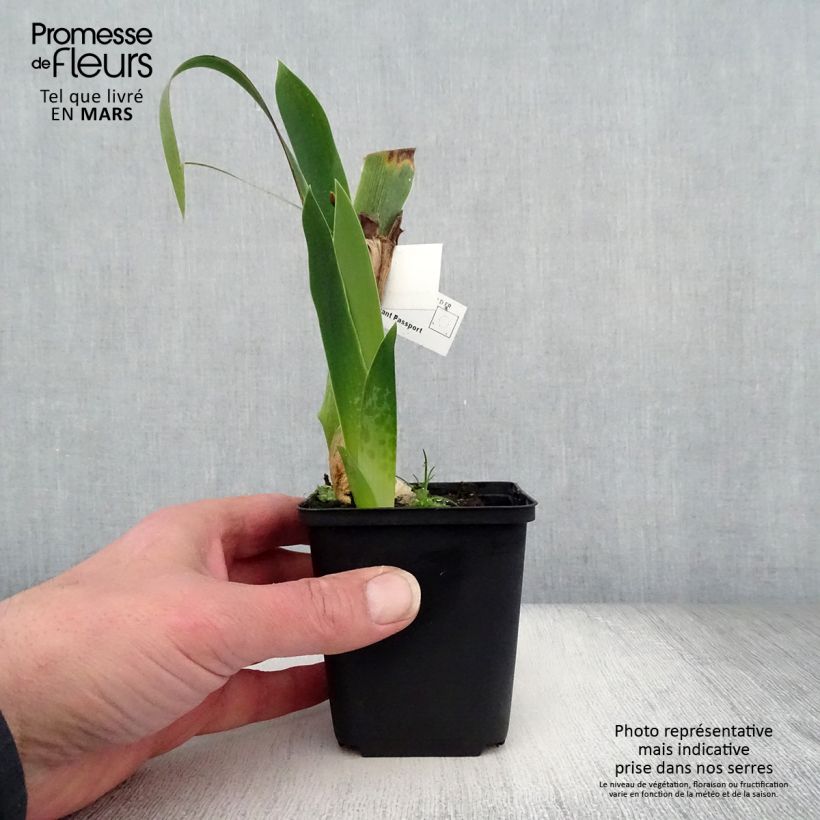 Exemplaar van Iris germanica Above The Rim - Baardiris Kweekpotje van 8/9 cm zoals geleverd in de lente