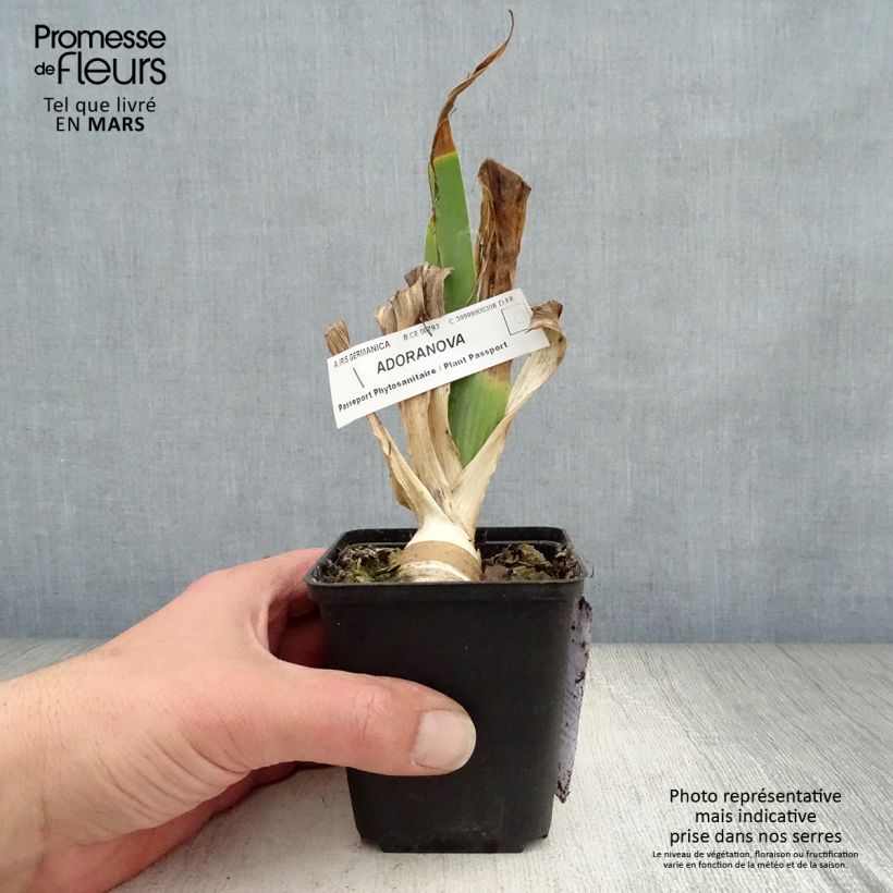 Exemplaar van Iris germanica Adoranova - Baardiris Kweekpotje van 8/9 cm zoals geleverd in de lente