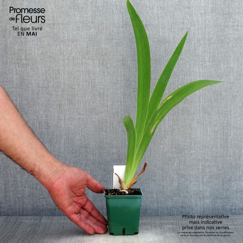 Exemplaar van Iris germanica Agrippa - Baardiris Kweekpotje van 8/9 cm zoals geleverd in de lente