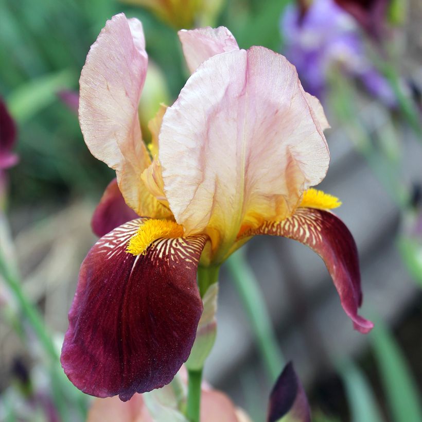 Iris germanica Agrippa - Baardiris (Bloei)