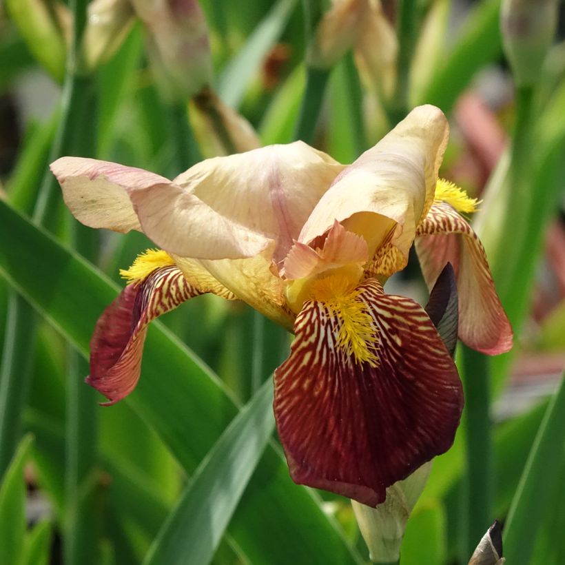 Iris germanica Agrippa - Baardiris (Bloei)