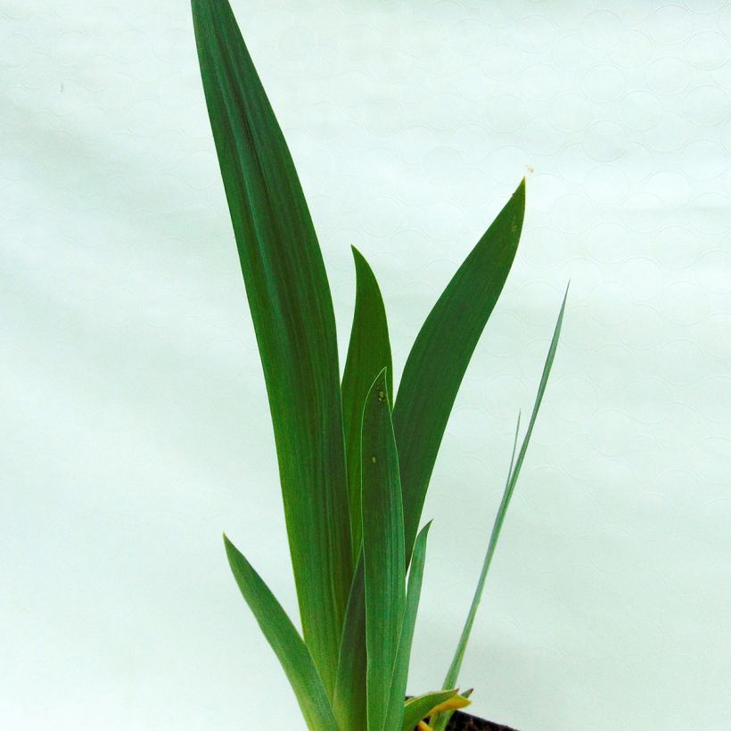 Iris germanica Alizes - Baardiris (Blad)