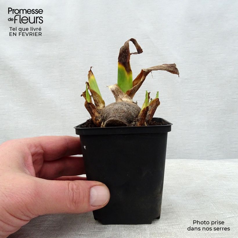 Exemplaar van Iris germanica Amethyst Dancer - Baardiris Kweekpotje van 8/9 cm zoals geleverd in de winter