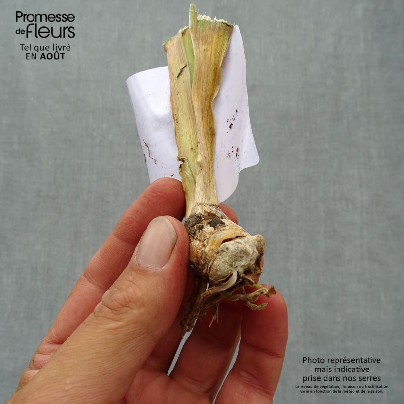 Exemplaar van Iris germanica Antique Ivory - Baardiris Kweekpotje van 8/9 cm zoals geleverd in de zomer