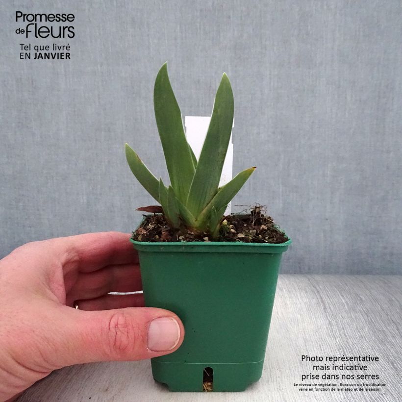 Exemplaar van Iris germanica Arpège - Iris des Jardins Godet de 8/9 cm zoals geleverd in de winter