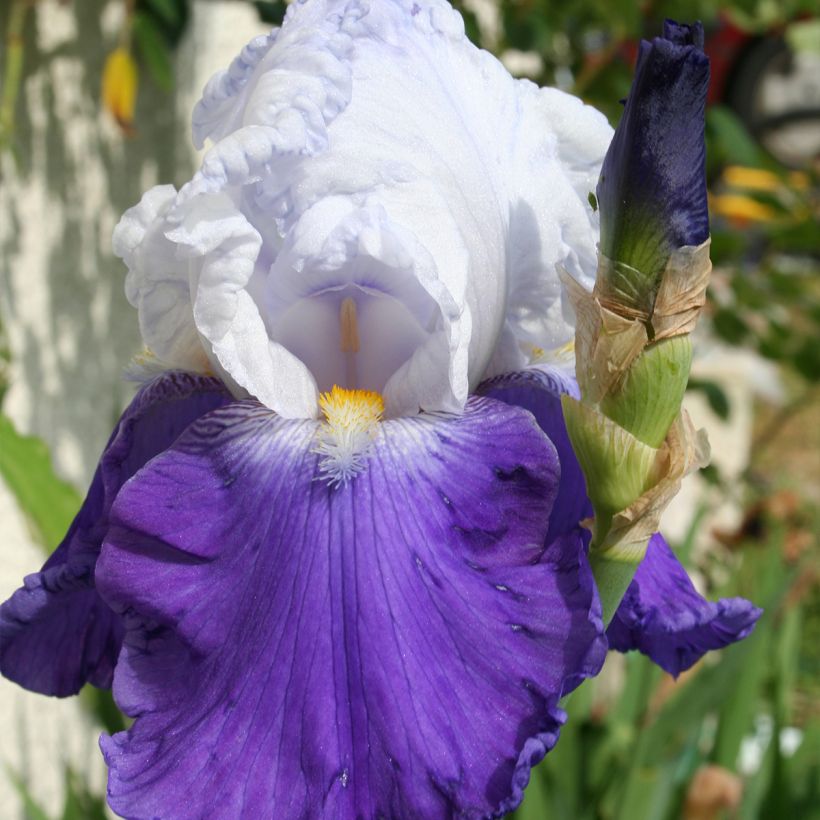 Iris germanica Arpège - Baardiris (Bloei)