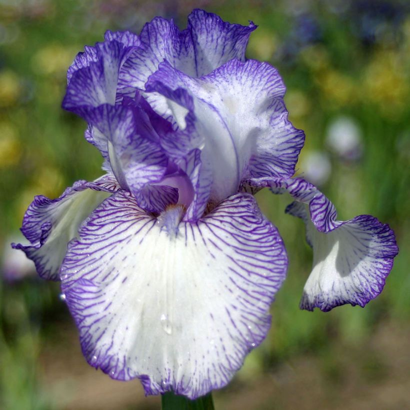 Iris germanica Autumn Circus - Baardiris (Bloei)