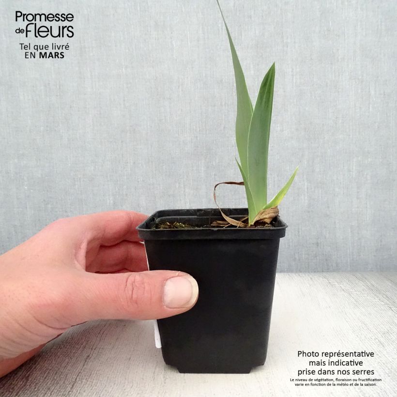 Exemplaar van Iris germanica Autumn Circus - Baardiris Kweekpotje van 8/9 cm zoals geleverd in de lente