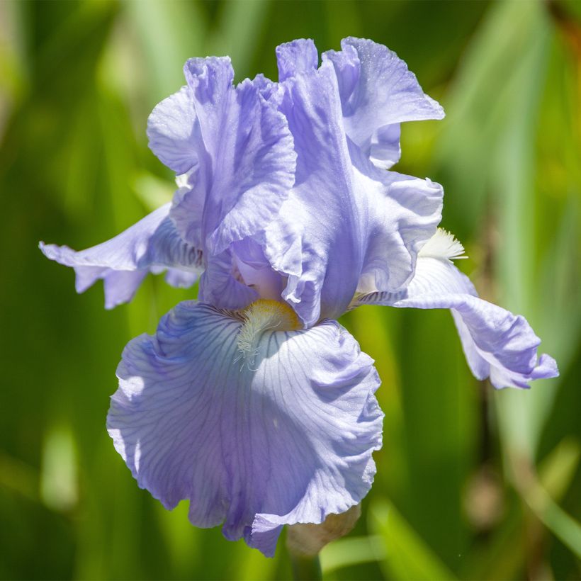 Iris germanica Babbling Brook - Baardiris (Bloei)
