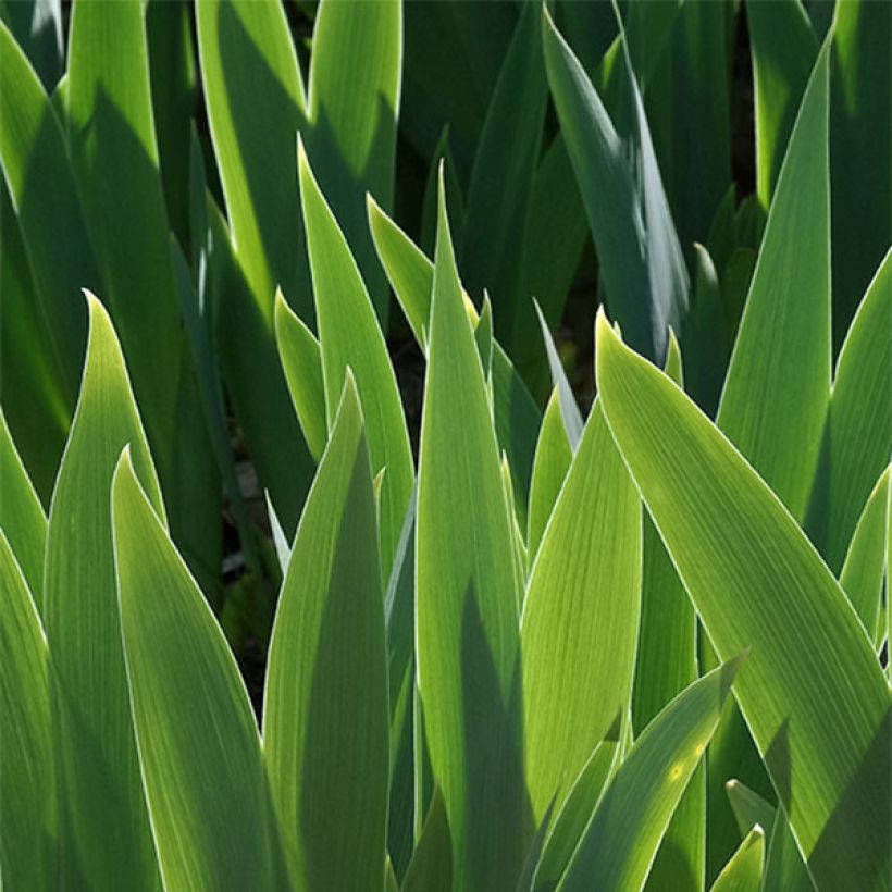 Iris germanica Ball of Confusion - Baardiris (Blad)
