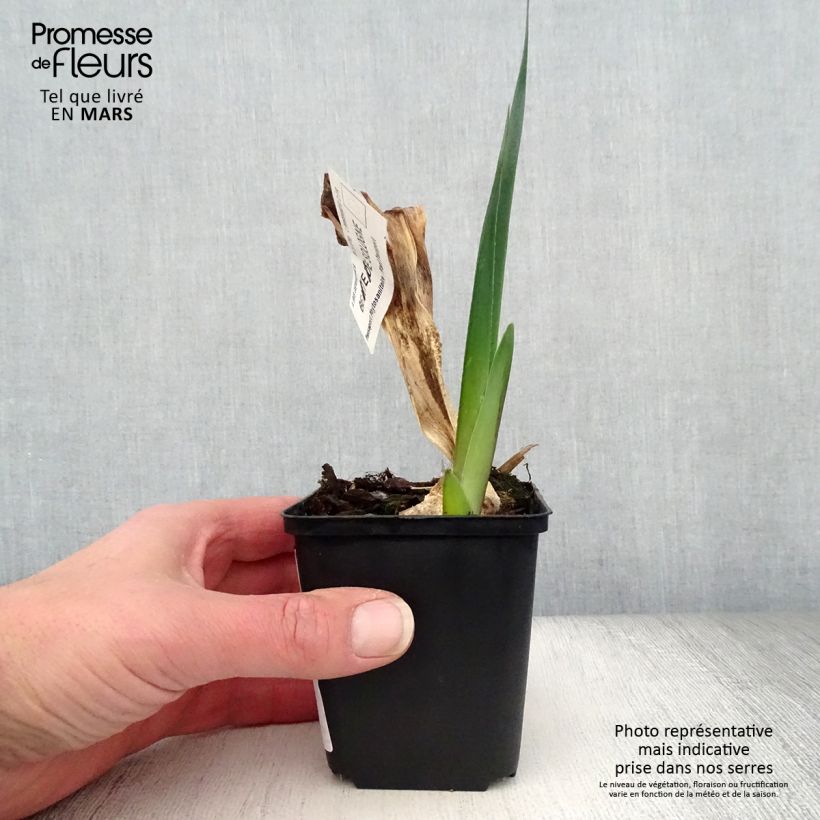 Exemplaar van Iris germanica Beauté De Sologne - Baardiris Kweekpotje van 8/9 cm zoals geleverd in de lente