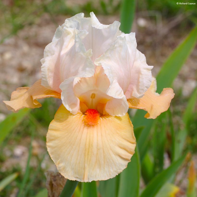 Iris germanica Bébé Rose - Baardiris roze (Bloei)