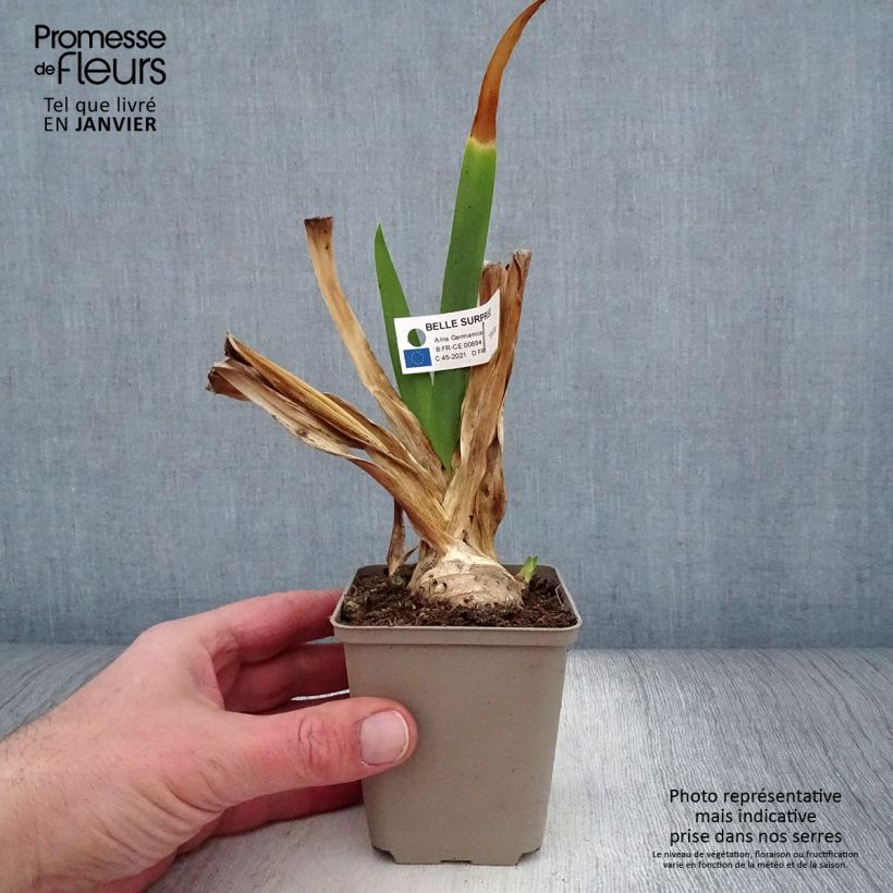 Exemplaar van Iris germanica Belle Surprise - Baardiris Kweekpotje van 8/9 cm zoals geleverd in de winter