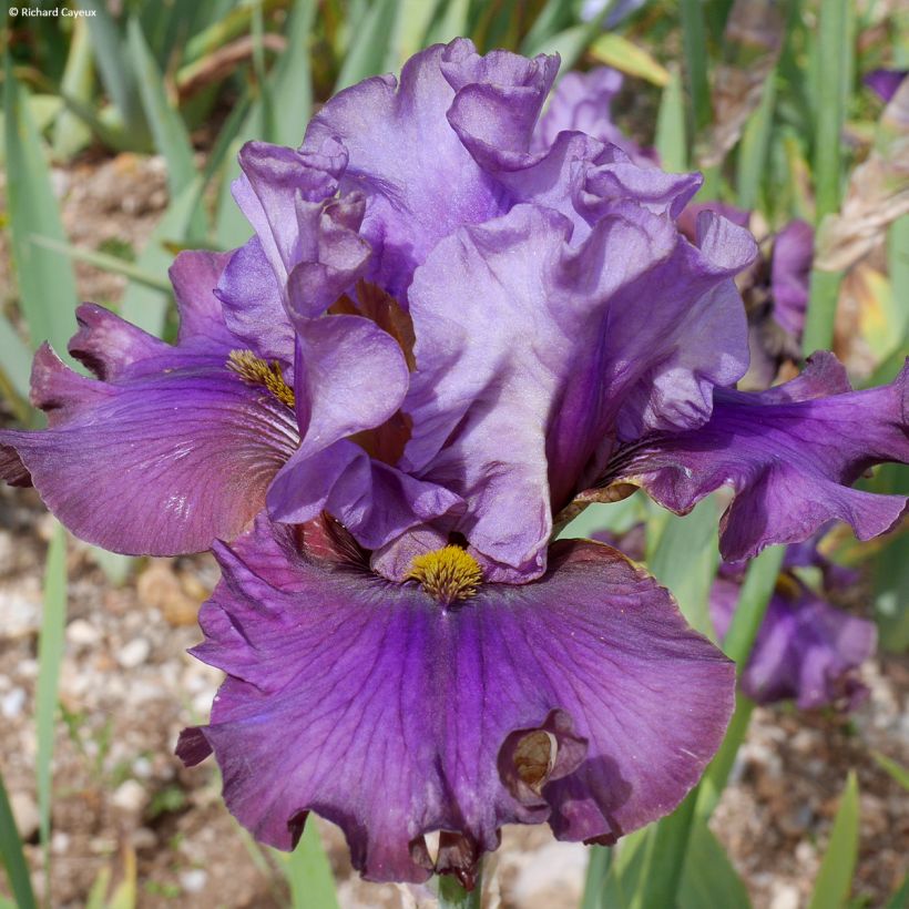 Iris germanica Belle Surprise - Baardiris (Bloei)
