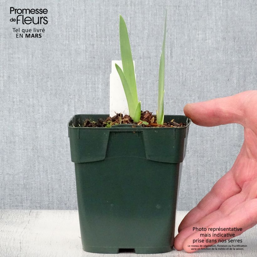 Exemplaar van Iris germanica Black Knight - Baardiris Kweekpotje van 8/9 cm zoals geleverd in de lente