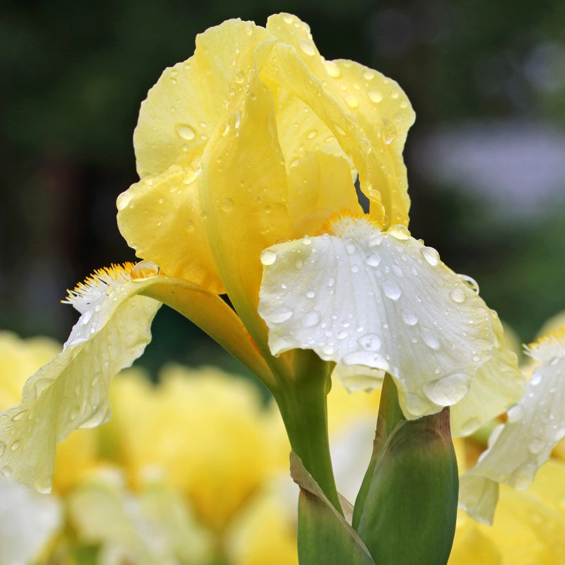 Iris germanica Blessed Again - Baardiris (Bloei)