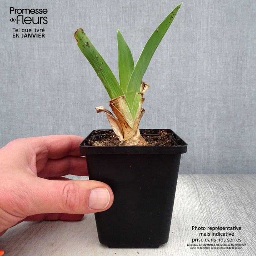 Exemplaar van Iris germanica Blue Rhythm - Baardiris Kweekpotje van 8/9 cm zoals geleverd in de winter