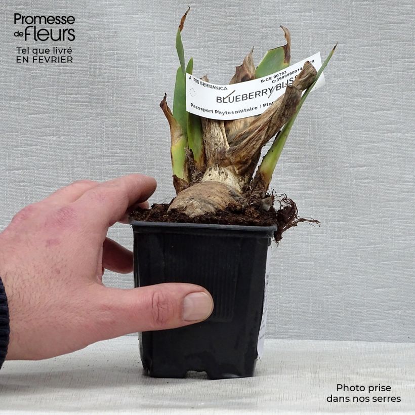 Exemplaar van Iris germanica Blueberry Bliss - Baardiris Kweekpotje van 8/9 cm zoals geleverd in de winter