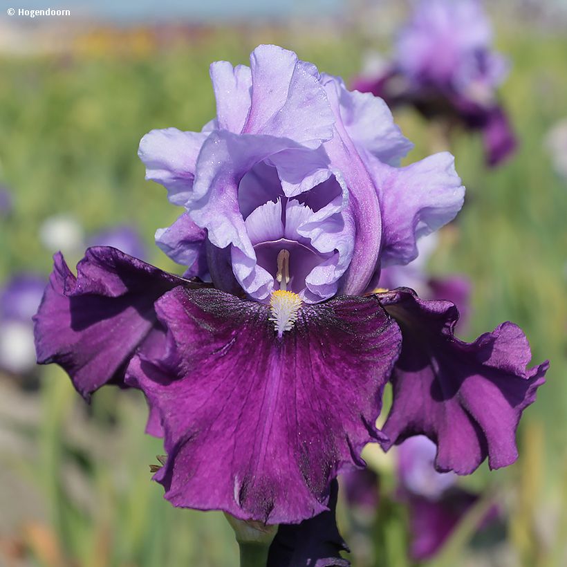 Iris germanica Bluebird Wine - Baardiris (Bloei)