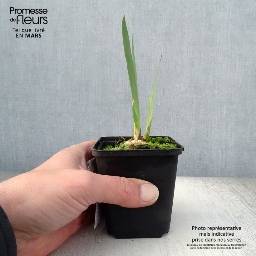 Example of Iris germanica Bruno - Baardiris Kweekpotje van 8/9 cm as you get in printemps