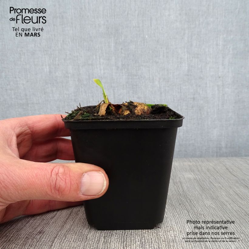 Exemplaar van Iris germanica Bruno - Baardiris Kweekpotje van 8/9 cm zoals geleverd in de winter