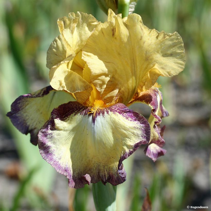 Iris germanica Bullwinkle - Baardiris (Bloei)