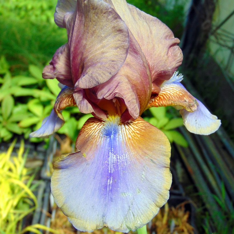 Iris germanica Burnt Toffee - Baardiris (Bloei)