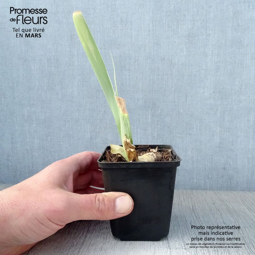 Exemplaar van Iris germanica Burnt Toffee - Baardiris Kweekpotje van 8/9 cm zoals geleverd in de lente