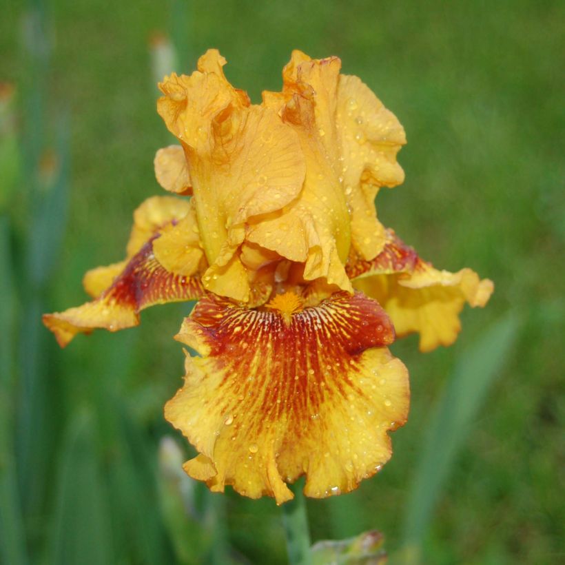 Iris germanica Burst - Baardiris (Bloei)