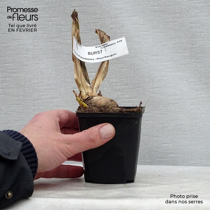 Exemplaar van Iris germanica Burst - Baardiris Kweekpotje van 8/9 cm zoals geleverd in de winter