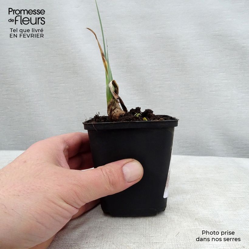 Exemplaar van Iris germanica Cable Car & Penny a Pinch - Baardiris Kweekpotje van 8/9 cm zoals geleverd in de winter
