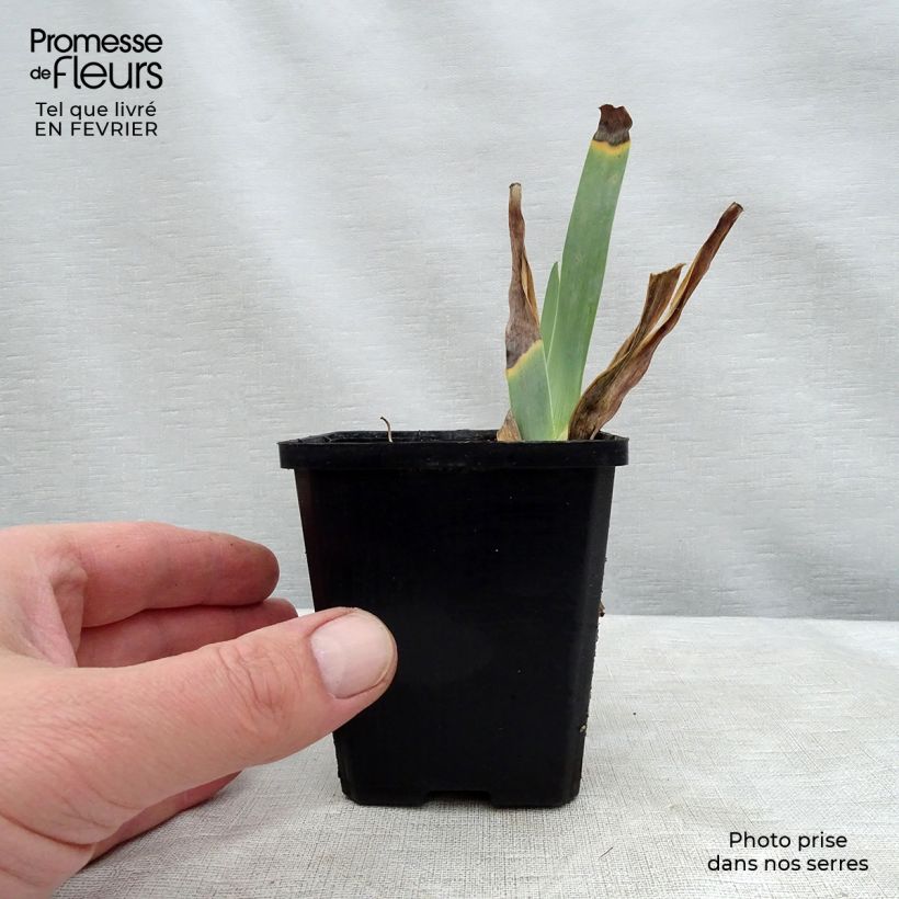 Exemplaar van Iris germanica Caprice de Star - Baardiris Kweekpotje van 8/9 cm zoals geleverd in de winter