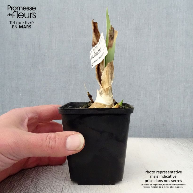 Exemplaar van Iris germanica Carl and Sissyv - Baardiris Kweekpotje van 8/9 cm zoals geleverd in de lente
