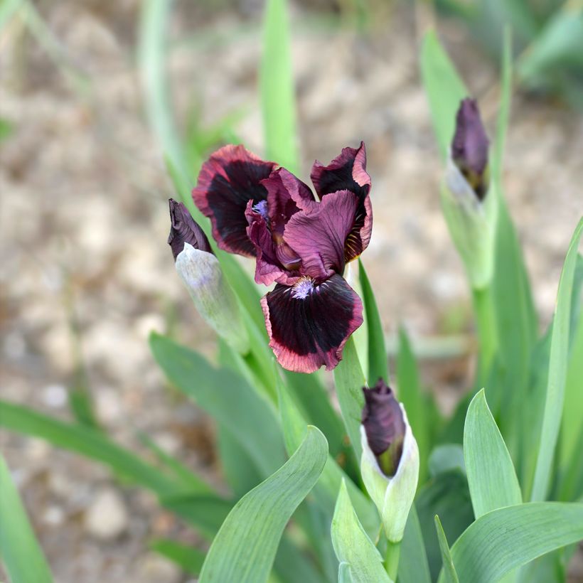Iris germanica Lilliput - Baardiris Lilliput (Bloei)