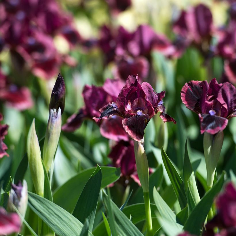 Iris germanica Lilliput - Baardiris Lilliput (Groeiplaats)