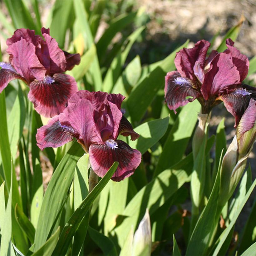 Iris germanica Lilliput - Baardiris Lilliput (Bloei)