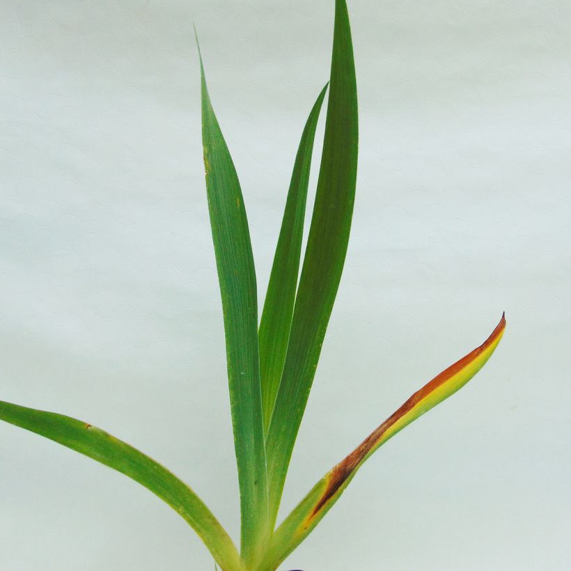 Iris germanica Chateau d Auvers Sur Oise (Blad)