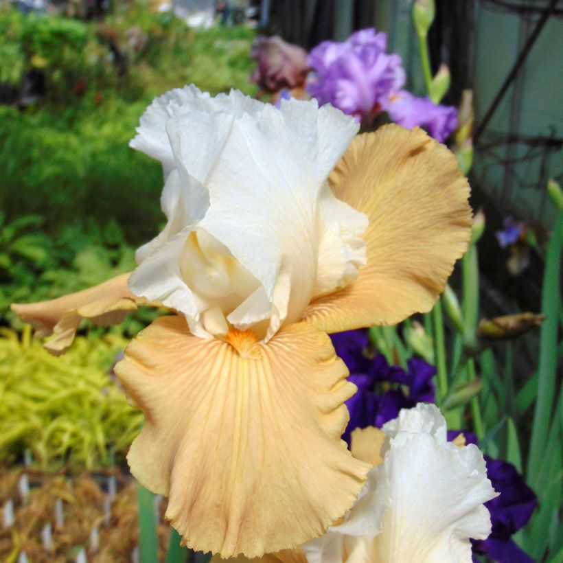 Iris germanica Chateau d Auvers Sur Oise (Bloei)