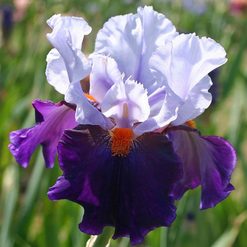 Iris germanica Chelsea Bleu - Baardiris (Bloei)
