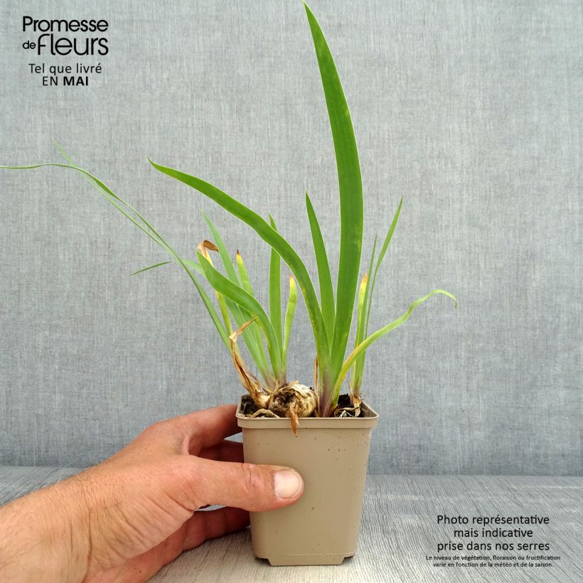 Exemplaar van Iris germanica Chelsea Bleu - Baardiris Kweekpotje van 8/9 cm zoals geleverd in de lente