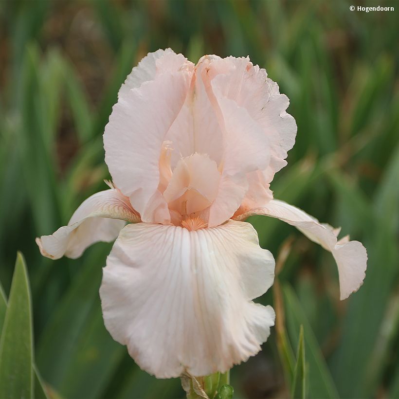 Iris germanica Cherished - Baardiris (Bloei)