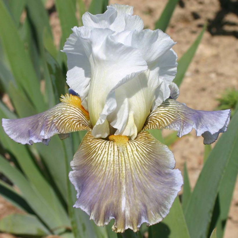 Iris germanica Ciel Gris sur Poilly - Baardiris (Bloei)