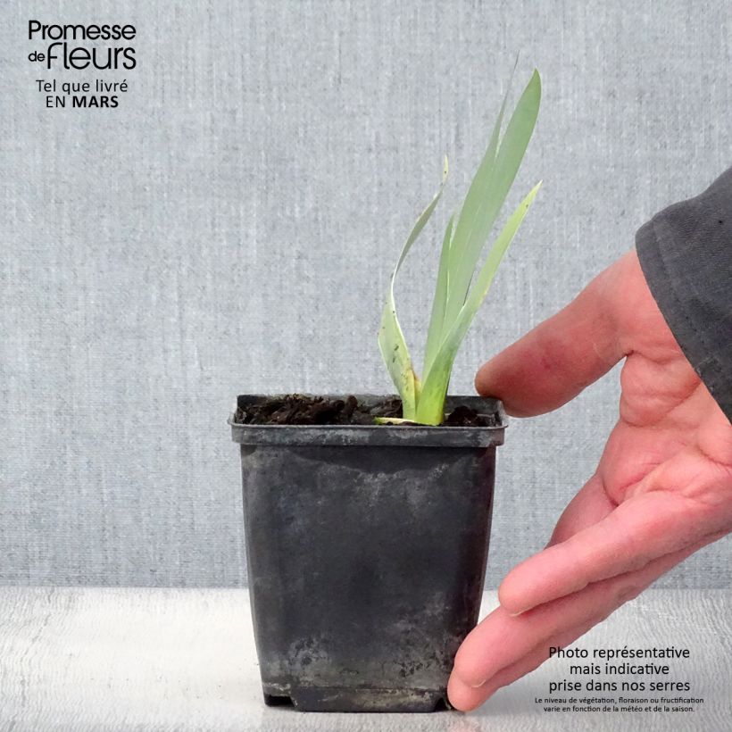 Exemplaar van Iris germanica Ciel Gris sur Poilly - Baardiris Kweekpotje van 8/9 cm zoals geleverd in de lente