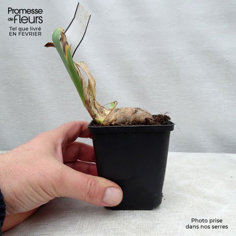 Exemplaar van Iris germanica Coffee Whisper - Baardiris Kweekpotje van 8/9 cm zoals geleverd in de winter