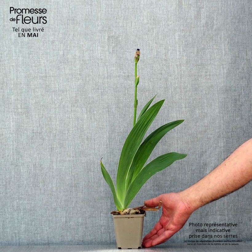 Exemplaar van Iris germanica Confiserie - Baardiris Kweekpotje van 8/9 cm zoals geleverd in de lente